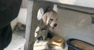 合肥一萌犬頭卡水泥洞  獲救后撲向消防員