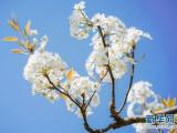 鄉(xiāng)村振興在行動(dòng)｜昆明萬溪沖：梨花開放這十年