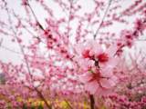 錢續坤：欲賞春臉看桃花