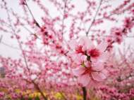 錢續坤：欲賞春臉看桃花