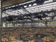 合肥繁華大道一玻璃溫室大棚突發大火 棚內栽種綠植還養著小動物