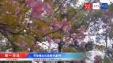 蕪湖赭山公園櫻花盛開