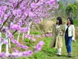 巢湖市蘇灣鎮：桃花盛開春色美