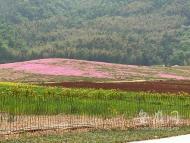 貴池區墩上街道：多措并舉高標準建設鄉村振興示范村