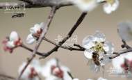 3月5日驚蟄氣溫回暖 淮南市民戶外賞花