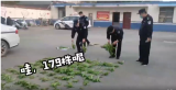 阜阳一男子种179株罂粟被拘留10日