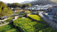 沿着足迹看变化｜ 强产业补短板 金寨县大湾村走上脱贫致富路