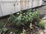 老人楼顶种植30余株罂粟 合肥警方依法铲除
