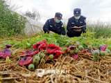 菜地惊现罂粟花 铜陵民警铲除没商量