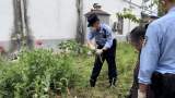 八旬老太屋后种罂粟 淮南警方依法铲除