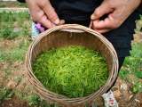 蚌埠：将举行评茶员职业技能大赛