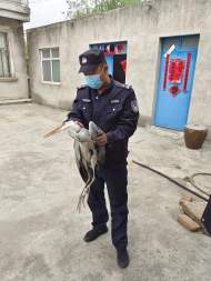 “神秘”大鳥跌落農(nóng)家  蕭縣警民聯(lián)手救助國家二級保護動物蒼鷺