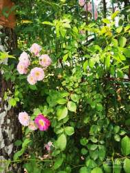 程衛華：野薔薇