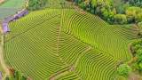 聶學(xué)劍：茶銹