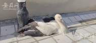 合肥一小區樓頂發現受傷“鳥界國寶”東方白鸛 已送至動物園救治