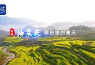 安徽績溪：梯田油菜花開