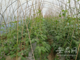 白蓮坡鎮脫貧戶巨濤：勤勞雙手鋪就致富路