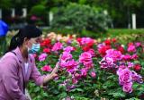 巢湖：萬株月季花開香滿城