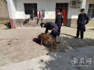 88歲老人走失  合肥肥西警方派警犬追蹤尋回