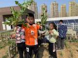 清明节前，少先队员校园“春耕”忙