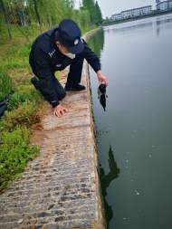 淮南民警巡邏時救起一只鳥 被確認是國家三級保護動物喜鵲