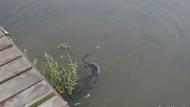 合肥天鵝湖驚現一娃娃魚 動物保護專家呼吁不要隨意放生