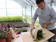我們的新時代|楊明太：走出貧困，在花卉里追尋夢想