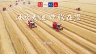 慢直播|風吹麥浪 豐收在望