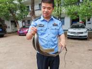 安慶一廠區貨倉內驚現大蛇   民警徒手捕獲后放生