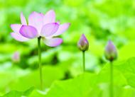 蕭承震：無意成家自成家——序《孟修書畫集》