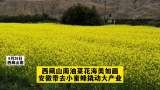 安徽援藏工作巡礼||西藏山南油菜花海美如画 安徽带去小蜜蜂撬动大产业