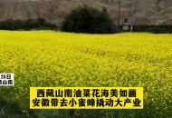 安徽援藏工作巡禮||西藏山南油菜花海美如畫 安徽帶去小蜜蜂撬動大產(chǎn)業(yè)