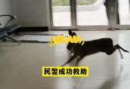 野生麂子闖入派出所 民警成功救助