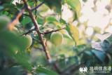 “網絡名人助力鄉村振興——尋找洱源美好推薦官”第二季直播活動“梅子熟了”6月29日、30日即將開播