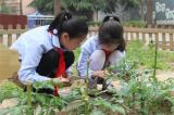 鳳二小教育集團：陽光小菜園  勞動大課堂
