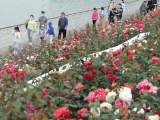 携程发布端午旅行数据：合肥总订单量较清明翻番