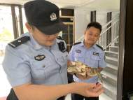 國家保護動物池鷺受傷  蚌埠警民聯手救助