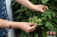 木槿花開：花瓶里插野草