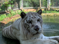 合肥野生動物園緊急通知：入園需持72小時核酸證明