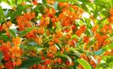 黃平：桂花香（外一首）