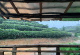 高申杰：茶為桑榆之愛  
