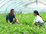 奋斗者  正青春｜六安驻村工作队员王蕊：做好群众工作，助力乡村产业发展