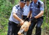 宣城：野生扬子鳄被困深坑 体长近两米
