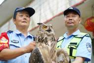 貓頭鷹落難草叢? 銅陵警民暖心救助