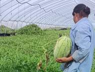 又甜又脆又新鮮！懷遠400萬斤“龍窩西瓜”待出貨