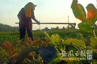 連續5天預警 合肥晴熱天將在周日“澆水降溫”
