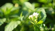 筱竹：被茉莉花喚醒的早晨