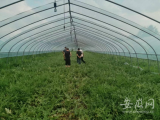 古城镇五郢村：志愿者为乡村振兴出谋划策