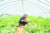 为寻求刺激，山东两男一女开宝马偷上千斤西瓜