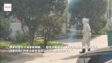 高温下的坚守 | 消防员身穿厚厚防蜂服 摘除马蜂窝 